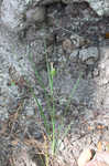 Wire sedge